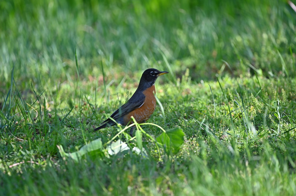 American Robin - ML460645931