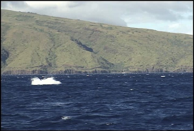 Humpback Whale - ML460646
