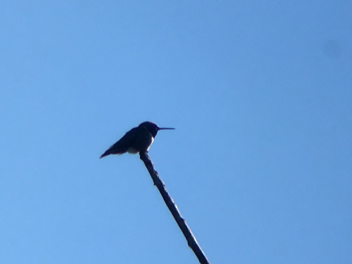 Colibrí Gorjirrubí - ML460646201