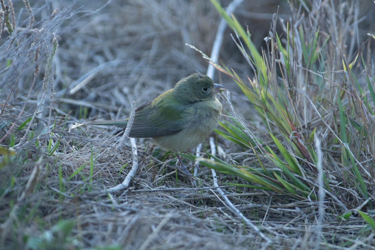 Painted Bunting - ML460646501