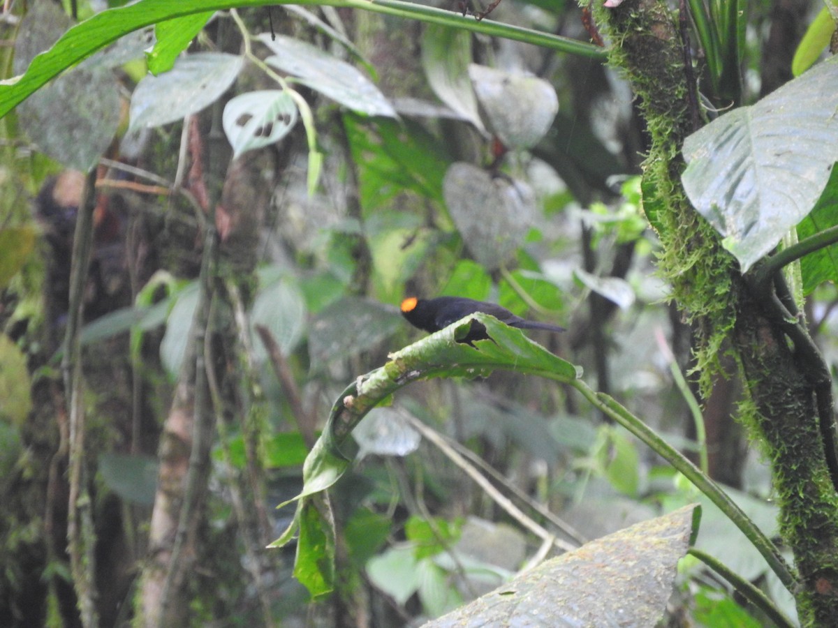 Tawny-crested Tanager - ML460646821