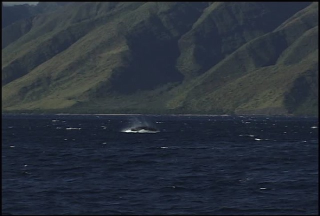 Humpback Whale - ML460647