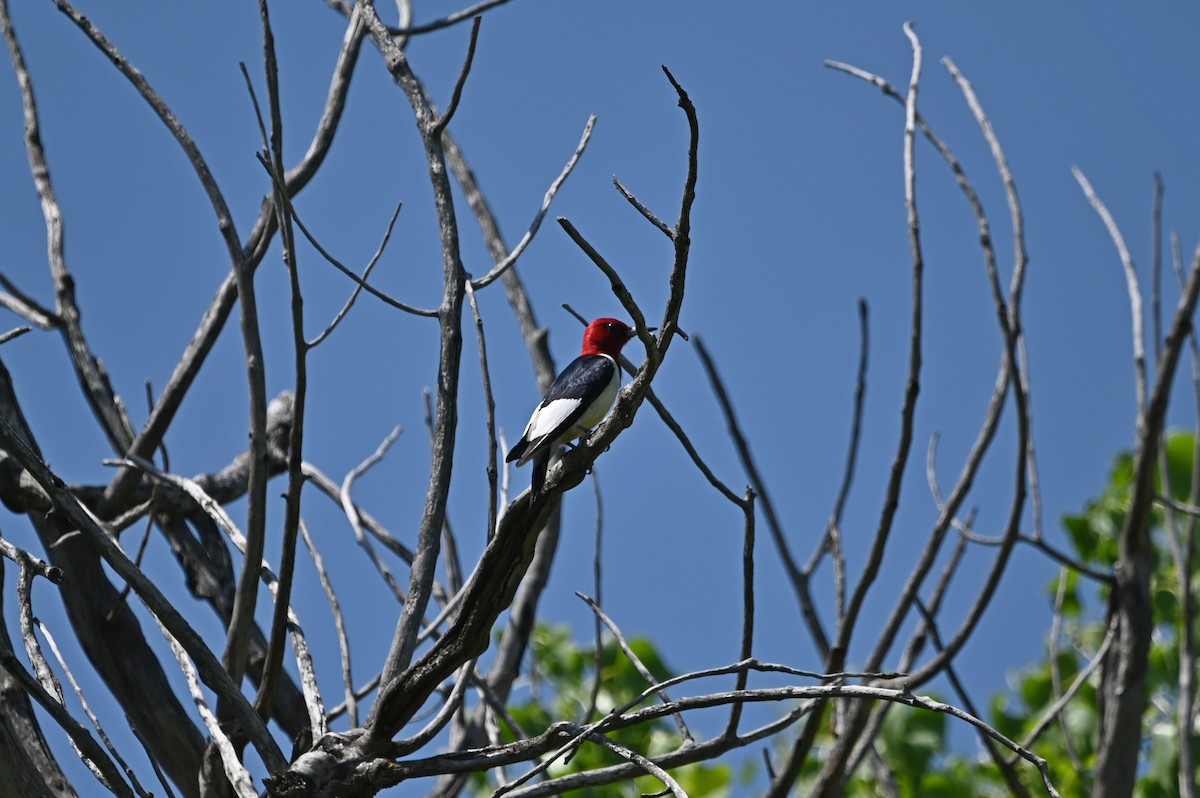 Red-headed Woodpecker - Jody Shugart