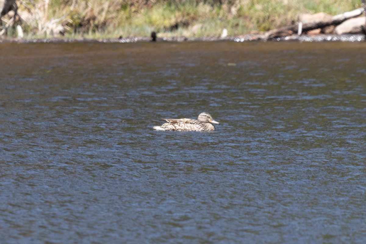 Yeşilbaş - ML460647711