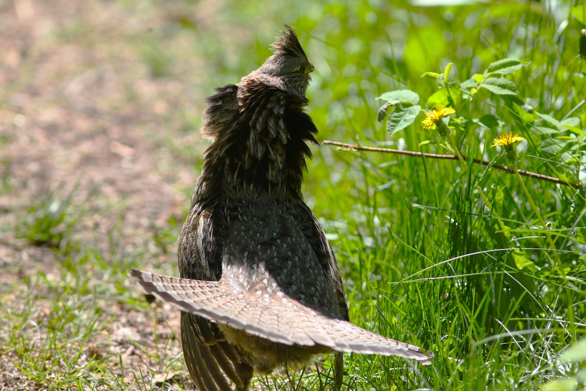 Ruffed Grouse - ML460647831