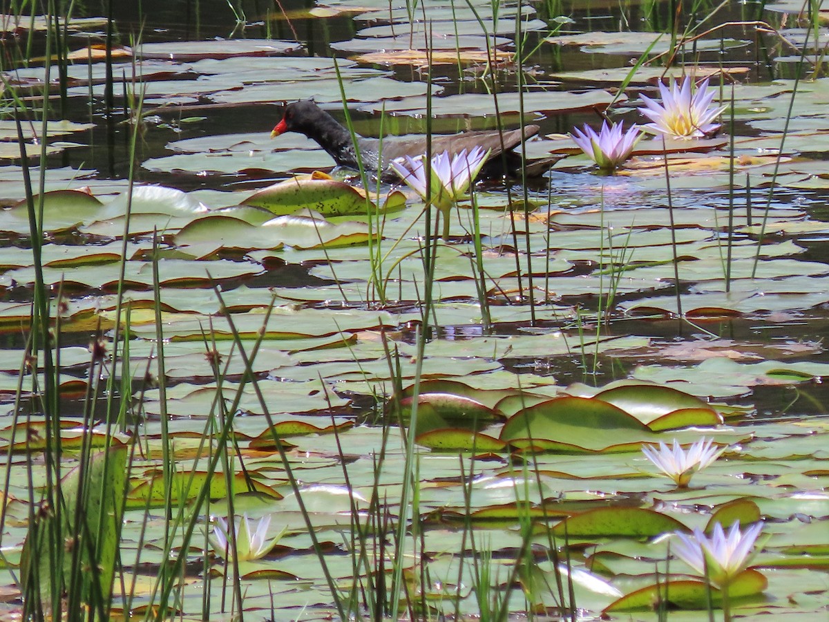 Gallinule poule-d'eau - ML460647971