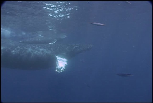 Humpback Whale - ML460648