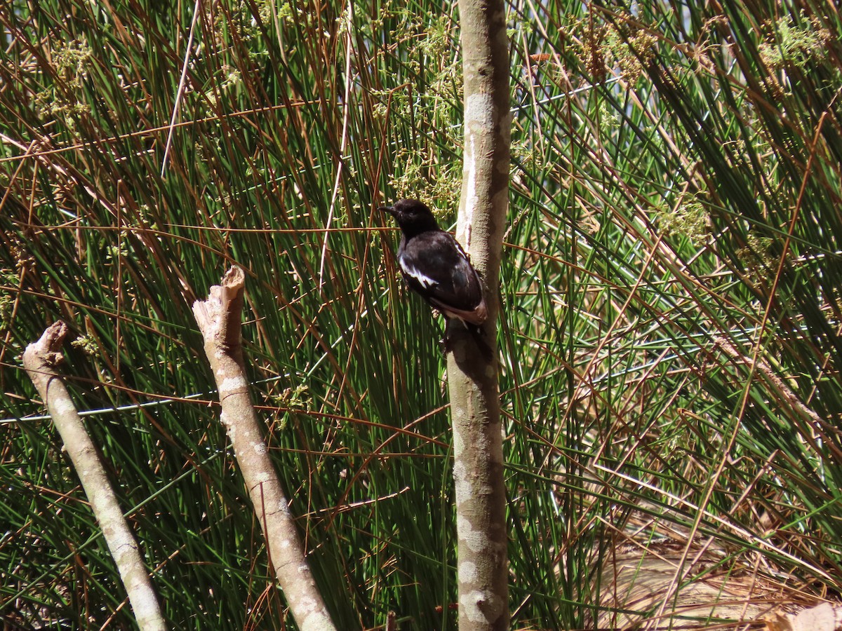 Pied Bushchat - ML460648051