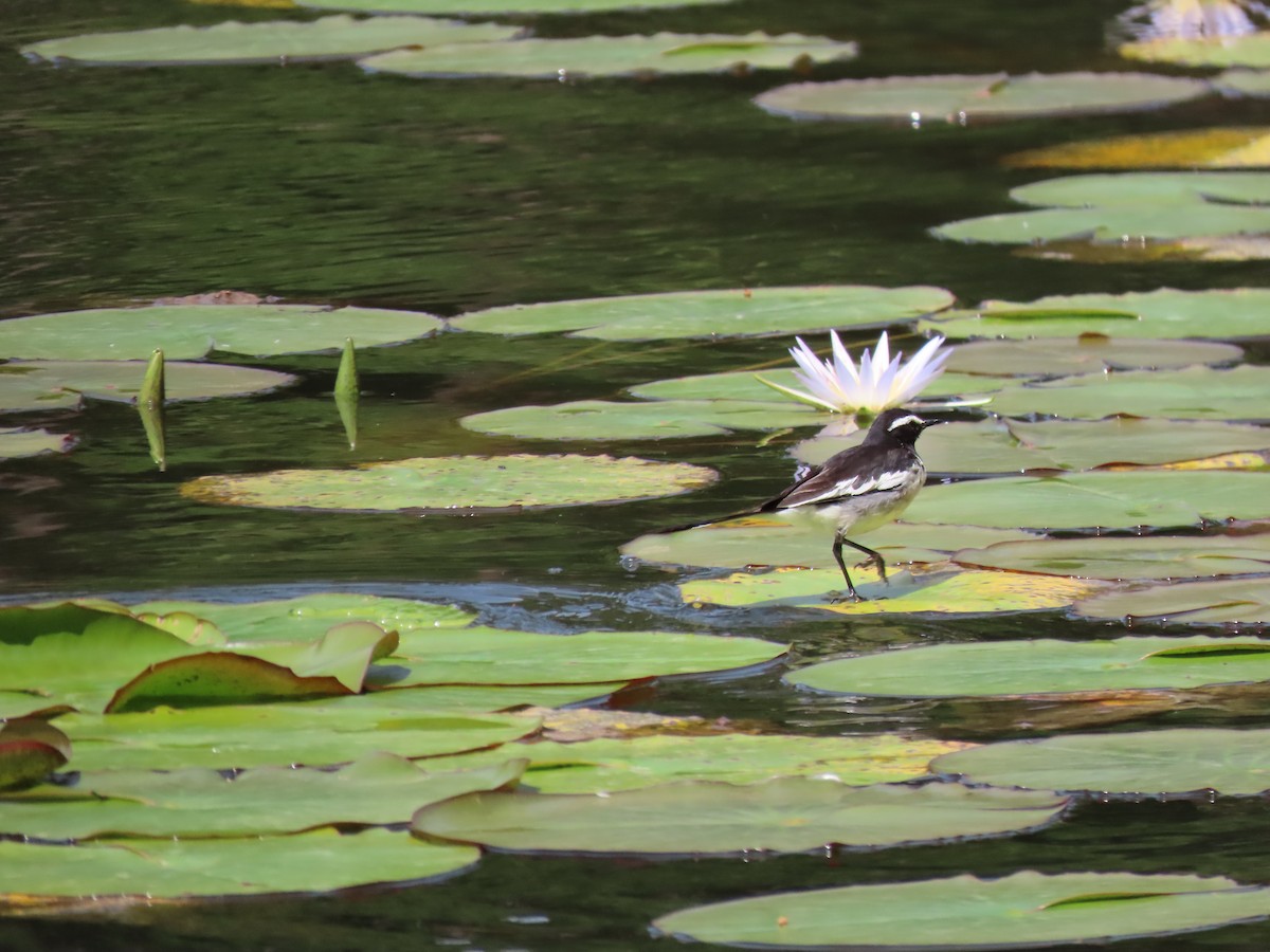 White-browed Wagtail - ML460648071