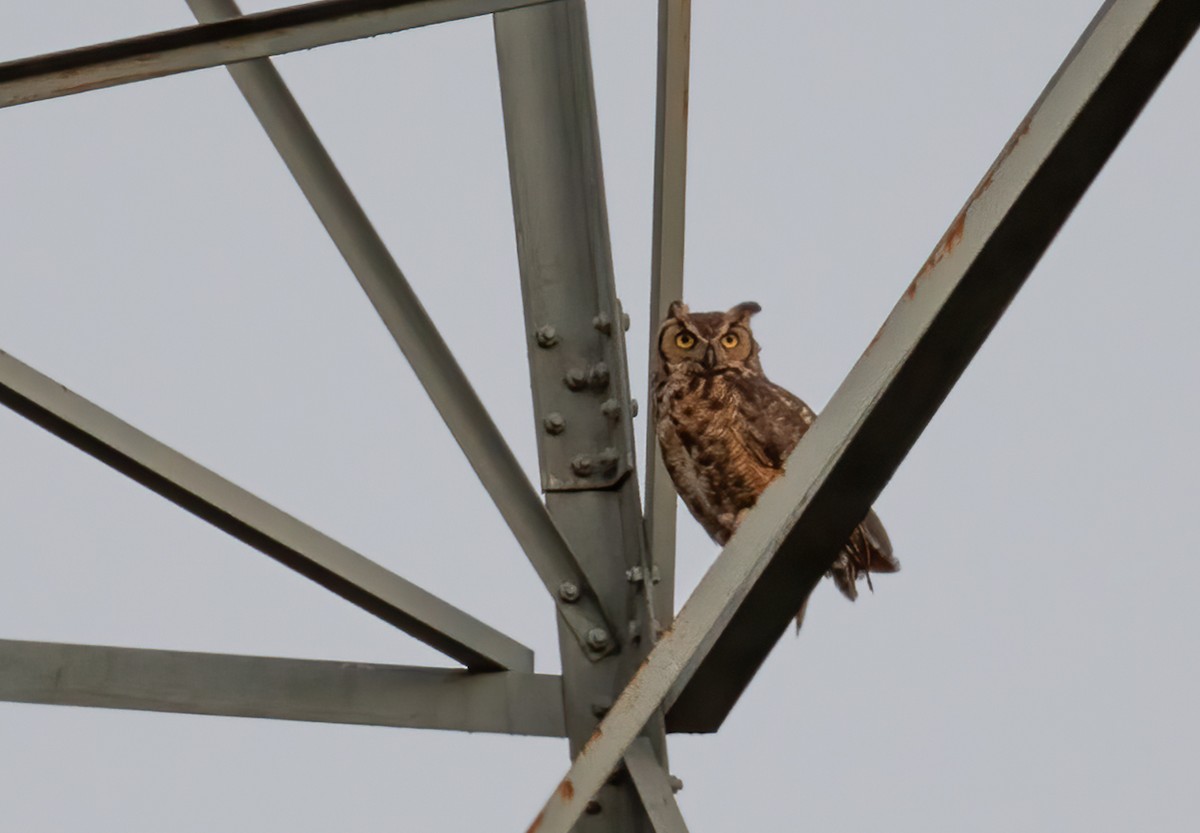 Great Horned Owl - ML460648991