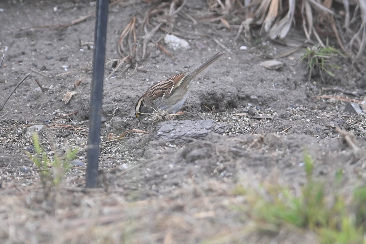 White-crowned Sparrow - ML460649501