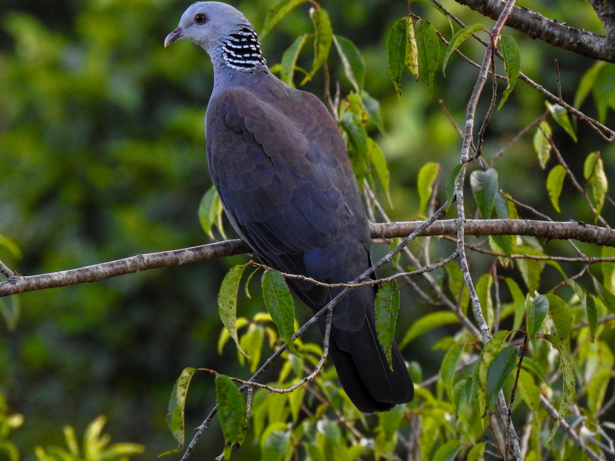 Nilgiri Wood-Pigeon - Vinay K L