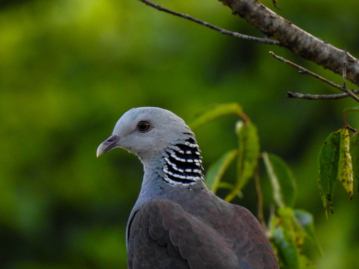 Nilgiri Wood-Pigeon - Vinay K L