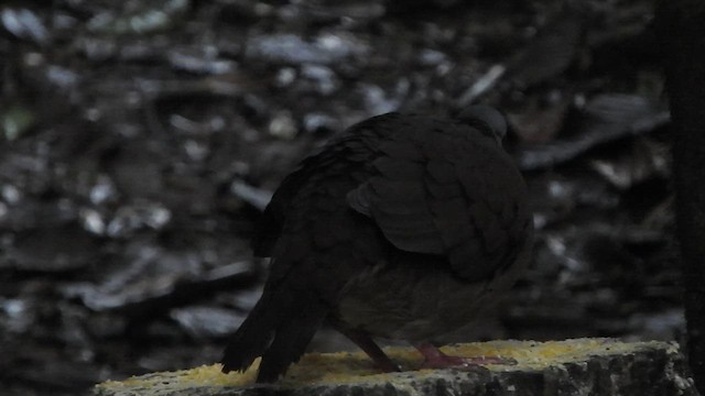 White-throated Quail-Dove - ML460653611