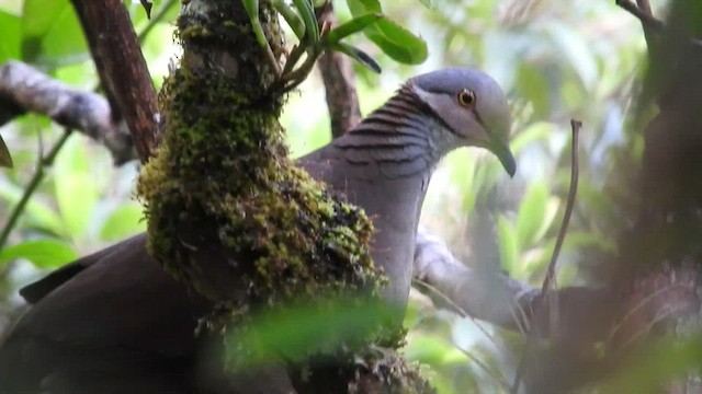 White-throated Quail-Dove - ML460653631