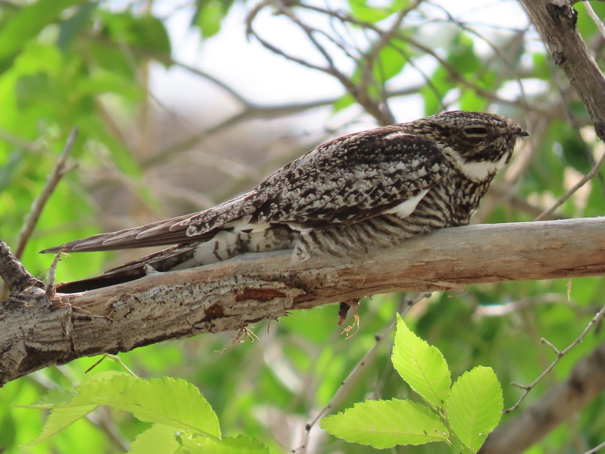 Common Nighthawk - ML460654471