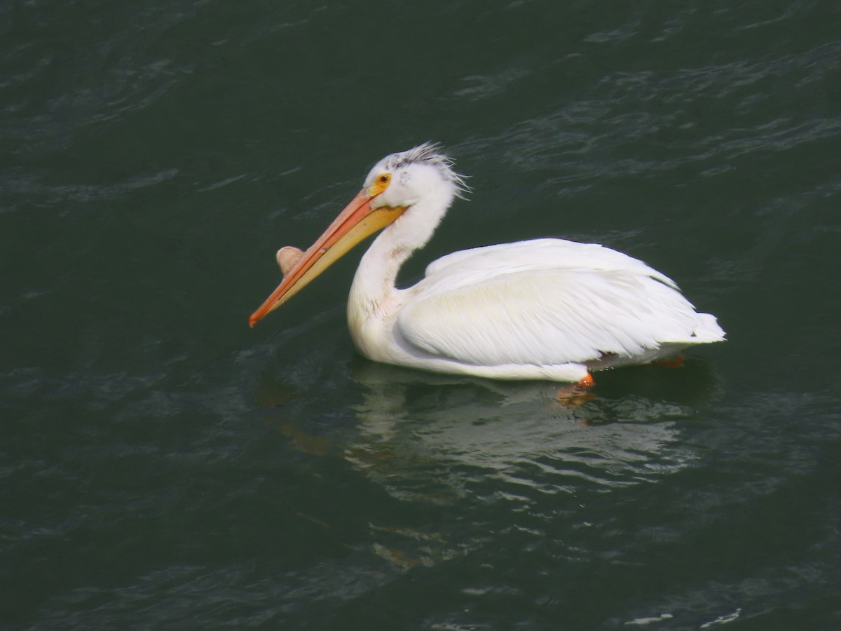 American White Pelican - ML460654481