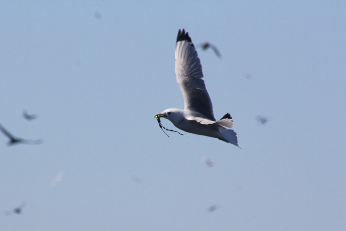 Black-legged Kittiwake - ML460654911