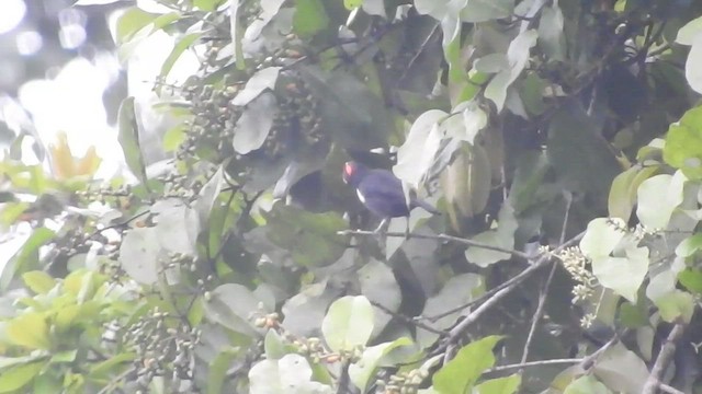 Scarlet-browed Tanager - ML460655141