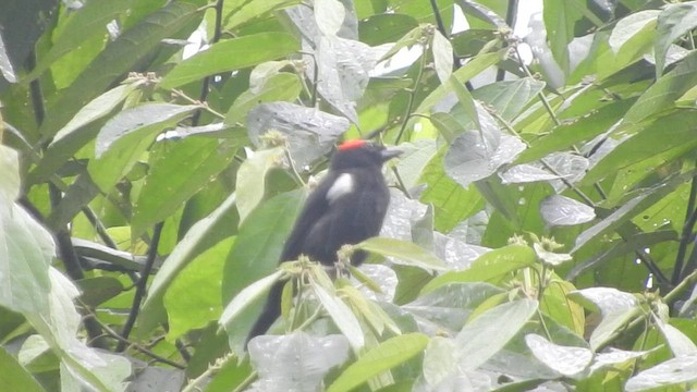Scarlet-browed Tanager - ML460655191