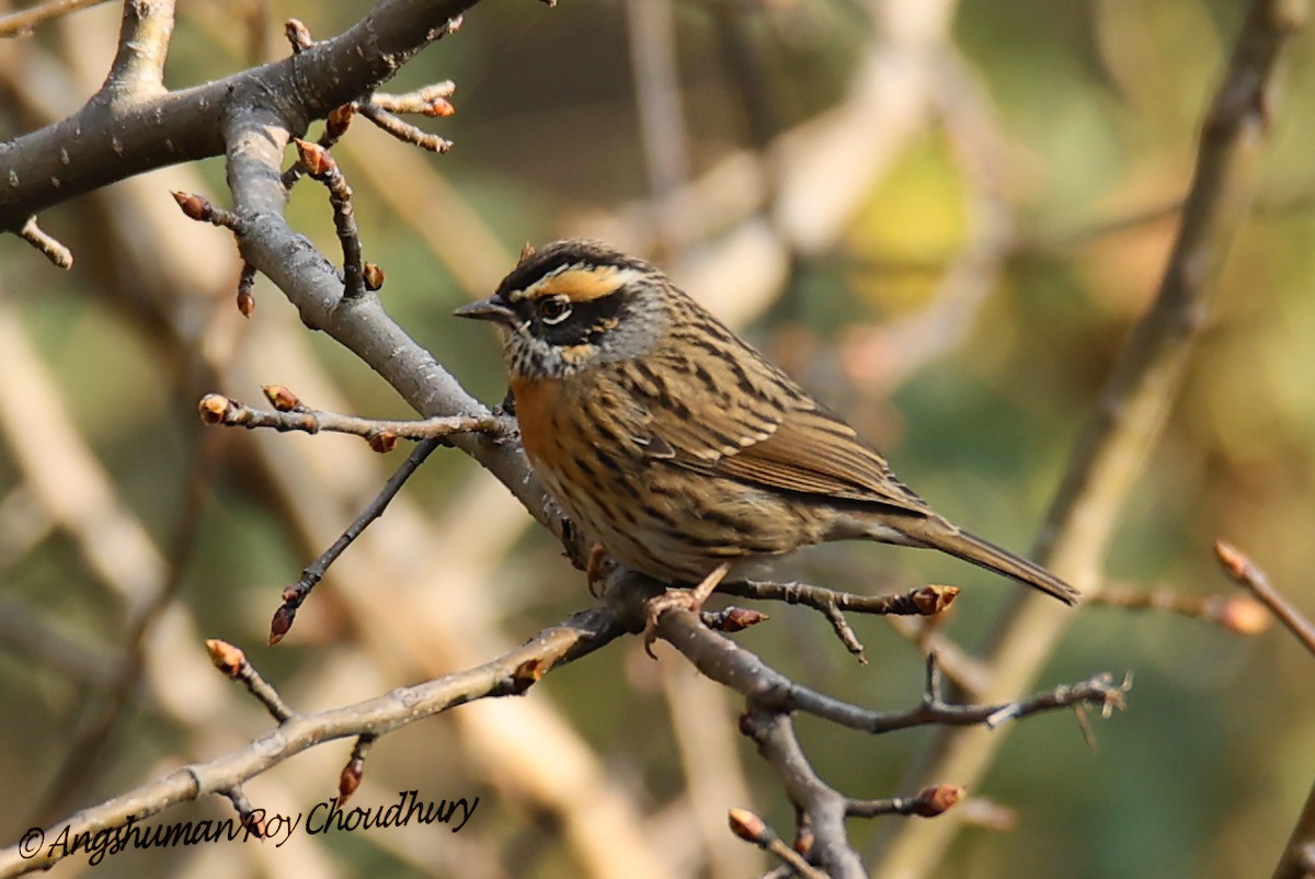 Rufous-breasted Accentor - ML460655331