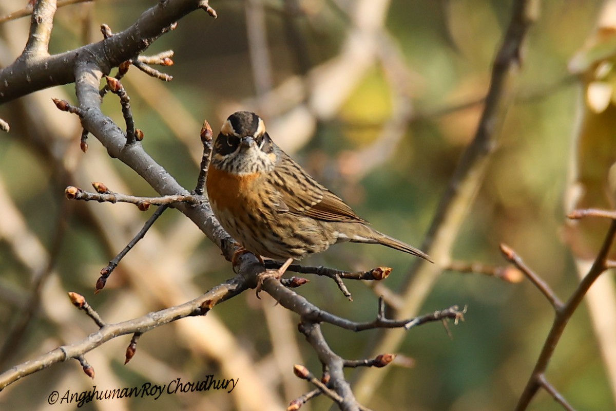 Rufous-breasted Accentor - ML460655341