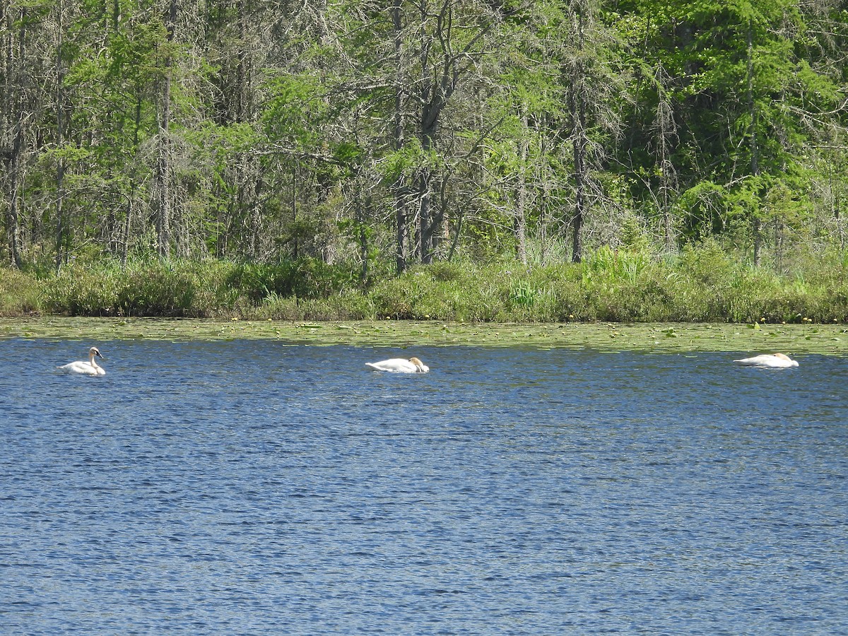 Trumpeter Swan - ML460655641