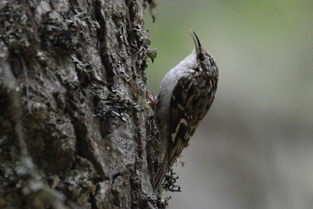 Brown Creeper - Londynne Stratton