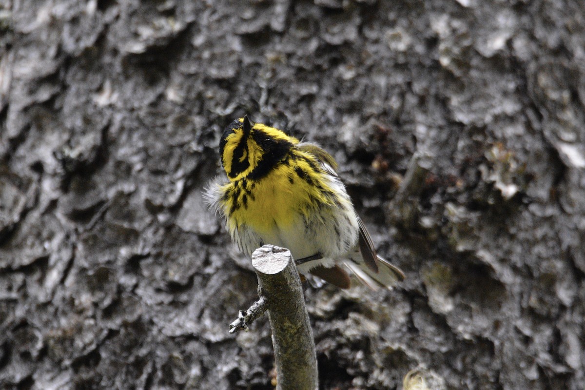 Townsend's Warbler - ML460656821