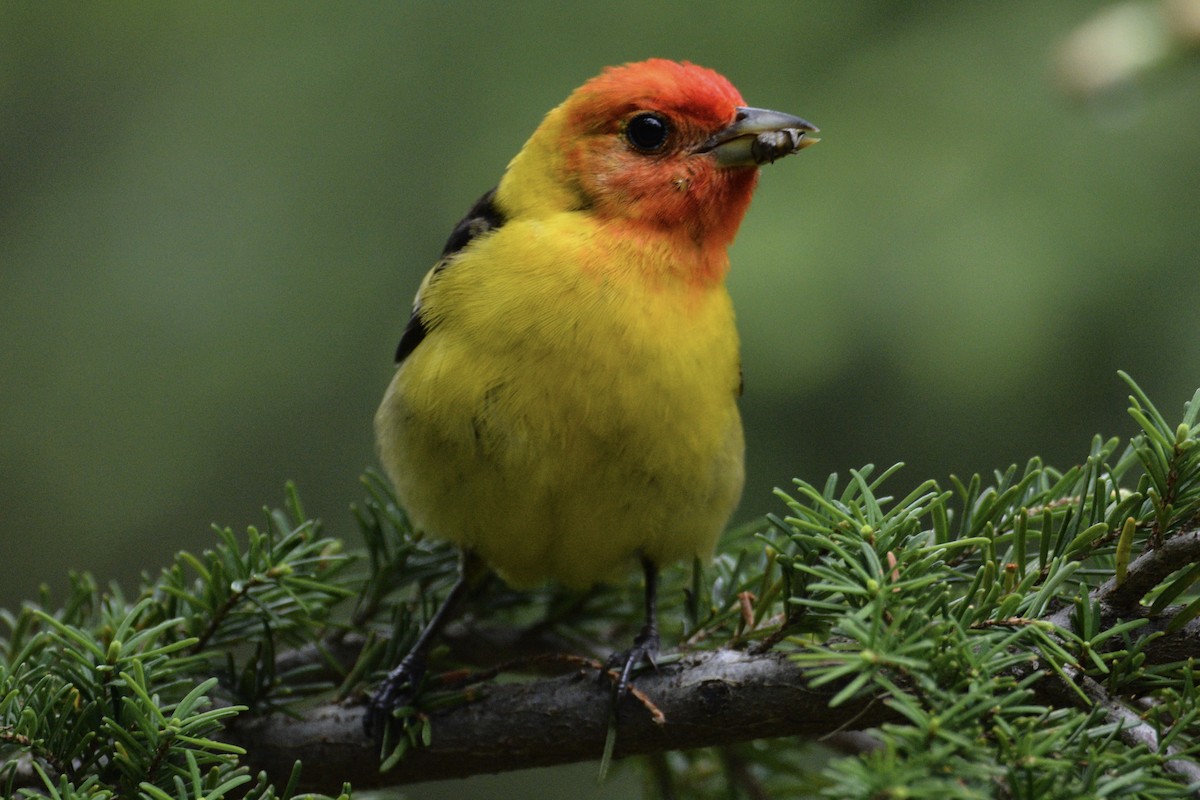 Western Tanager - ML460656831