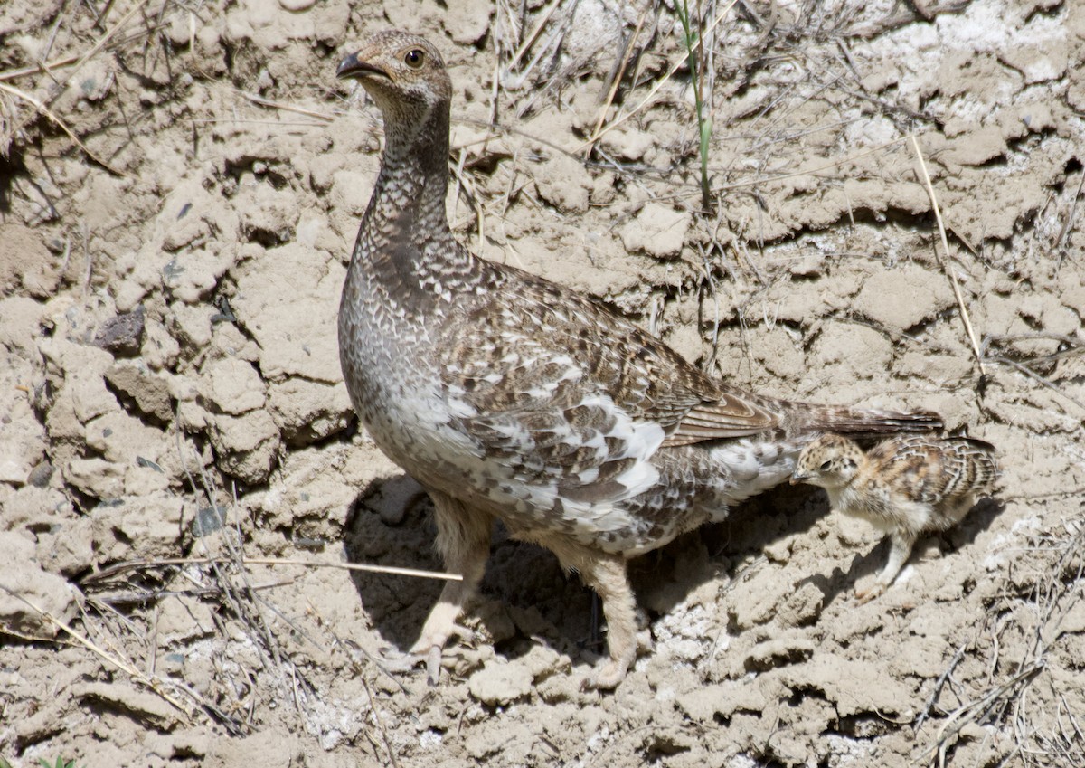 Dusky Grouse - ML460656891