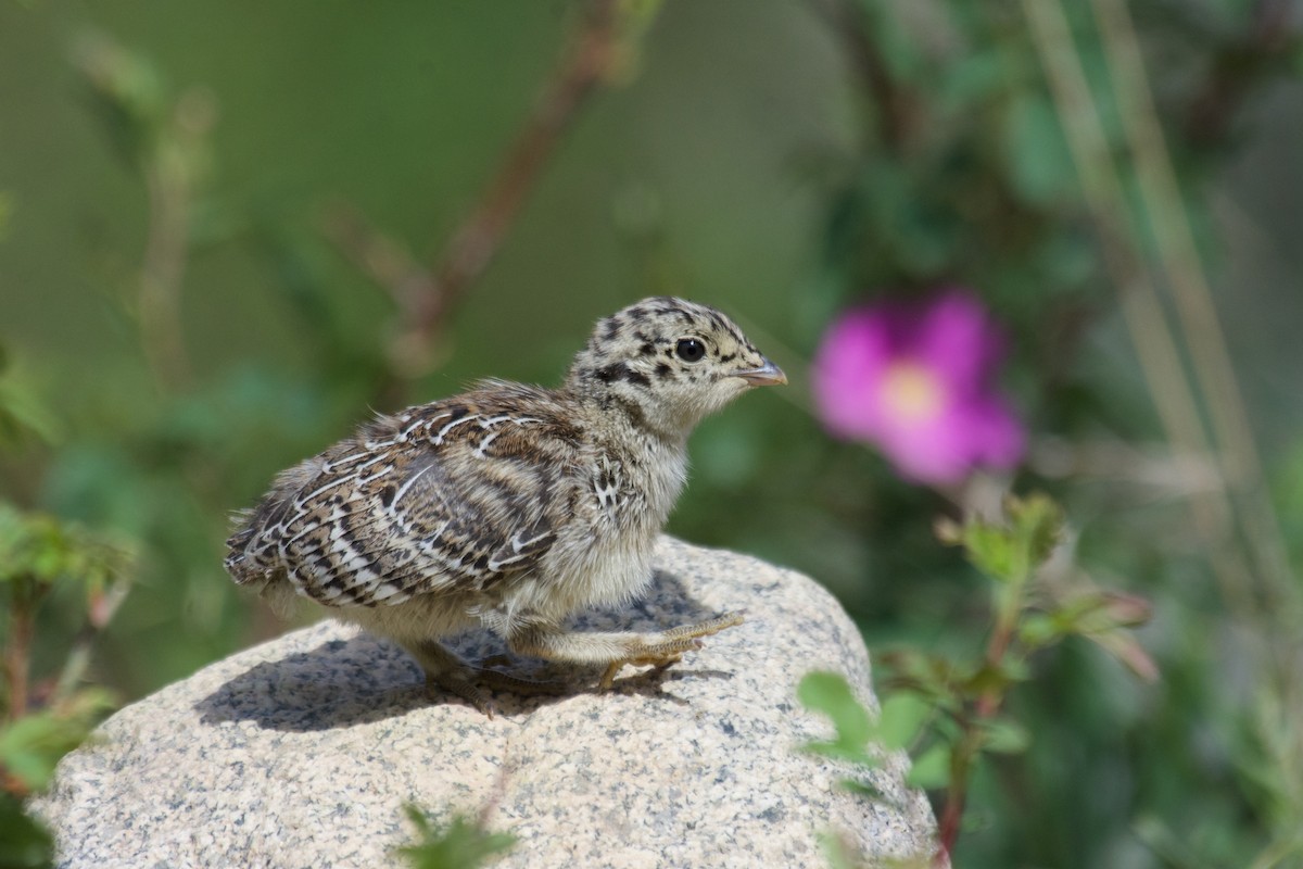 Dusky Grouse - ML460656911