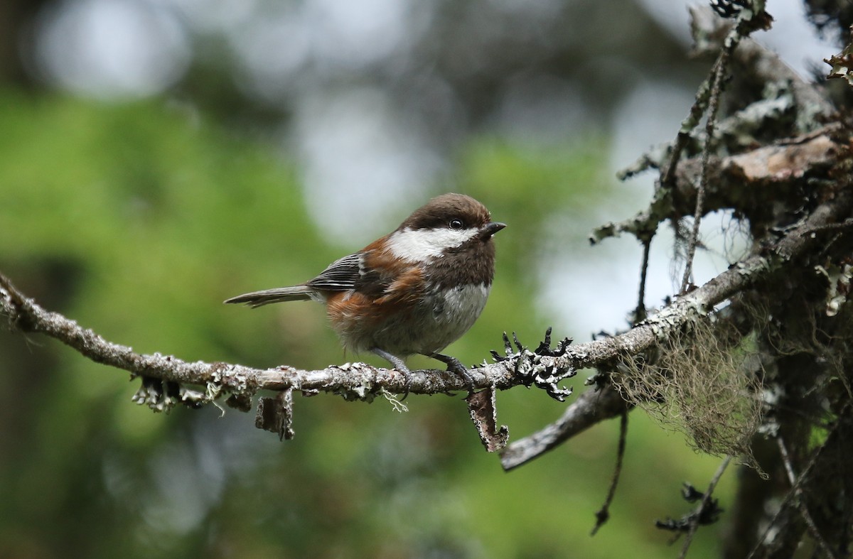 Chestnut-backed Chickadee - ML460656981