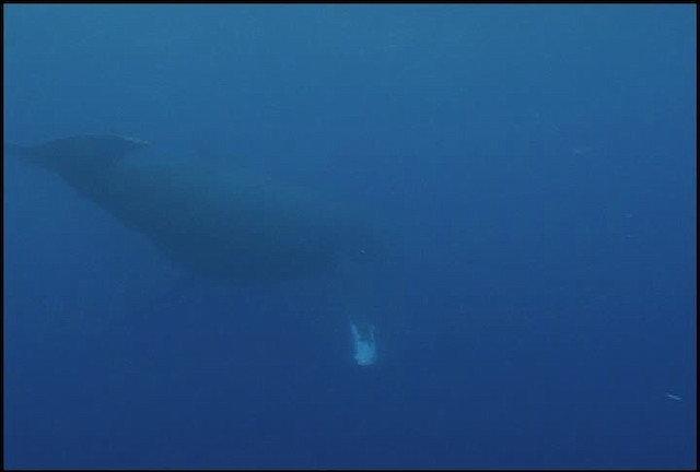 Humpback Whale - ML460657