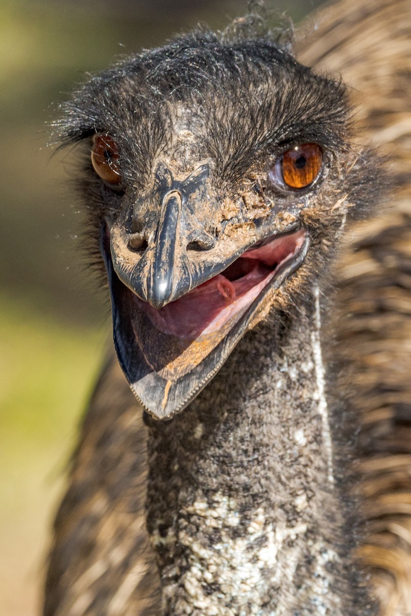 Emu - Imogen Warren