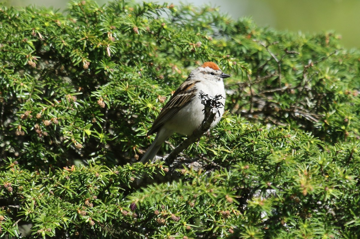 Chipping Sparrow - ML460657781