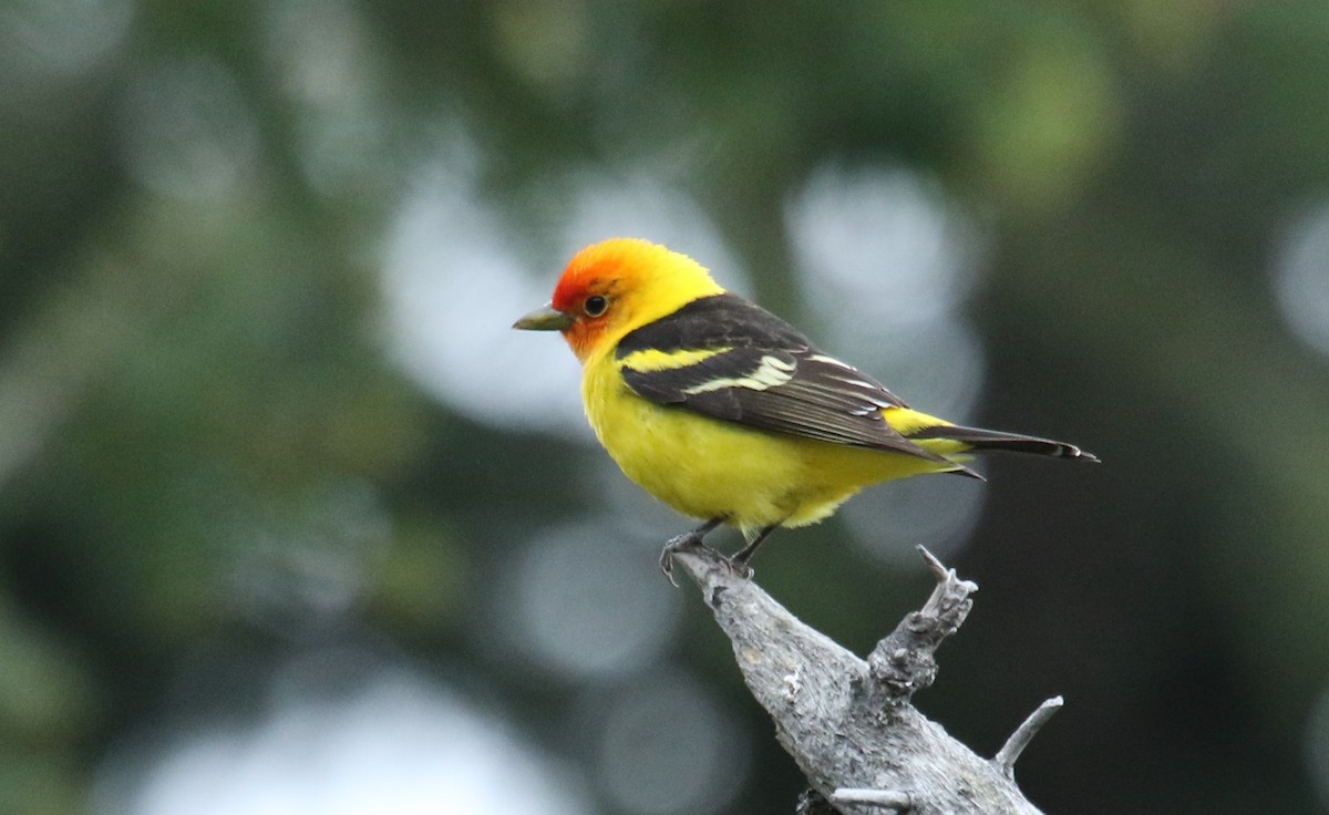 Western Tanager - ML460657961