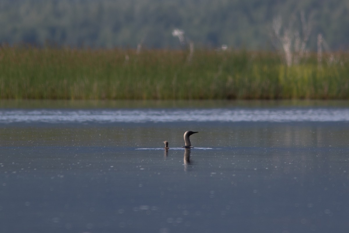 太平洋潛鳥 - ML460657981