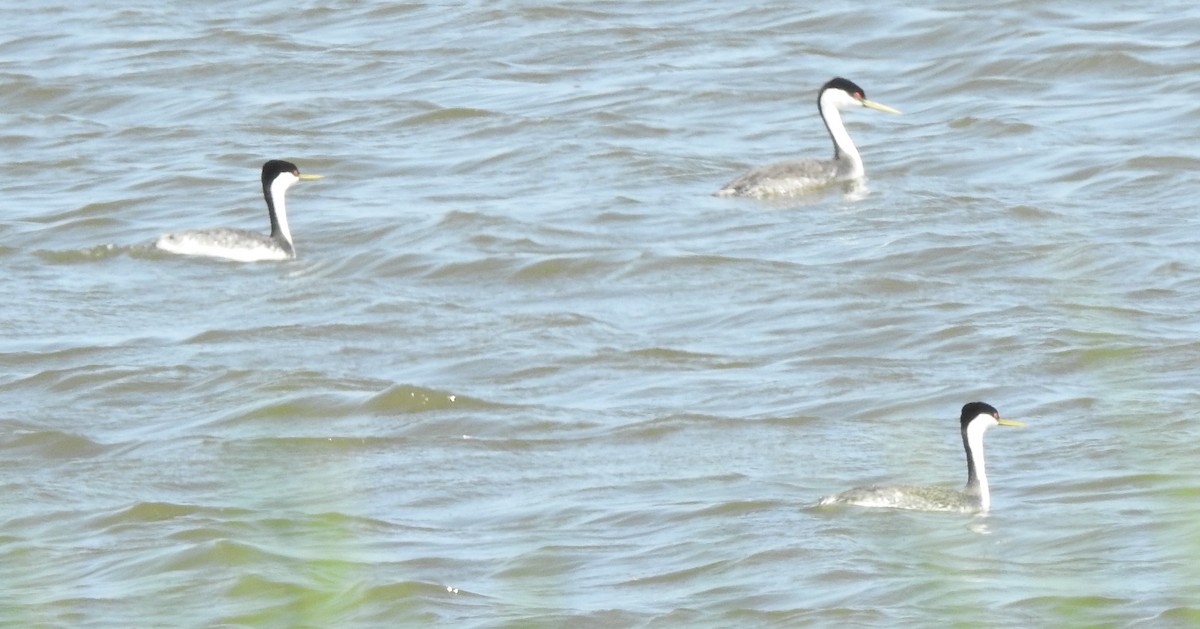 Western Grebe - ML460658051