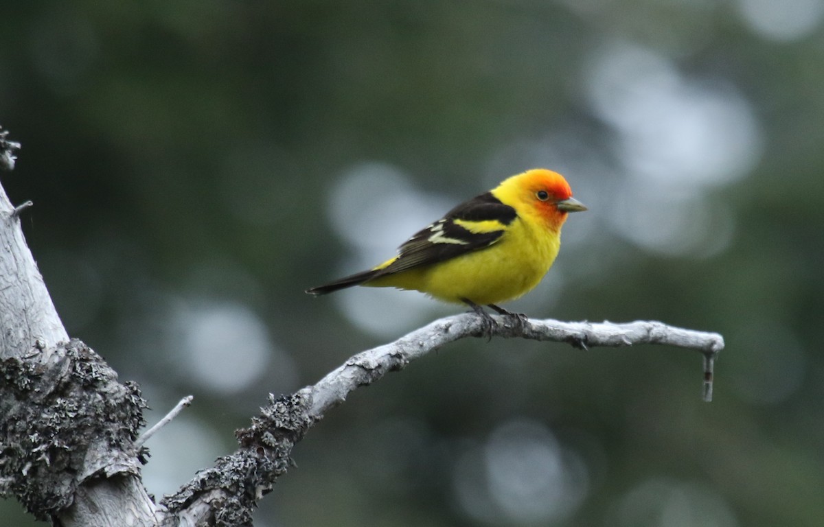 Western Tanager - ML460658131