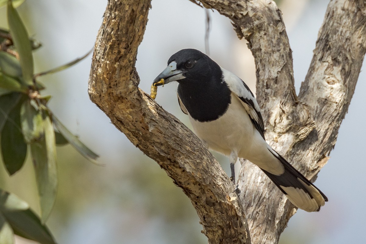 Pied Butcherbird - ML460658511