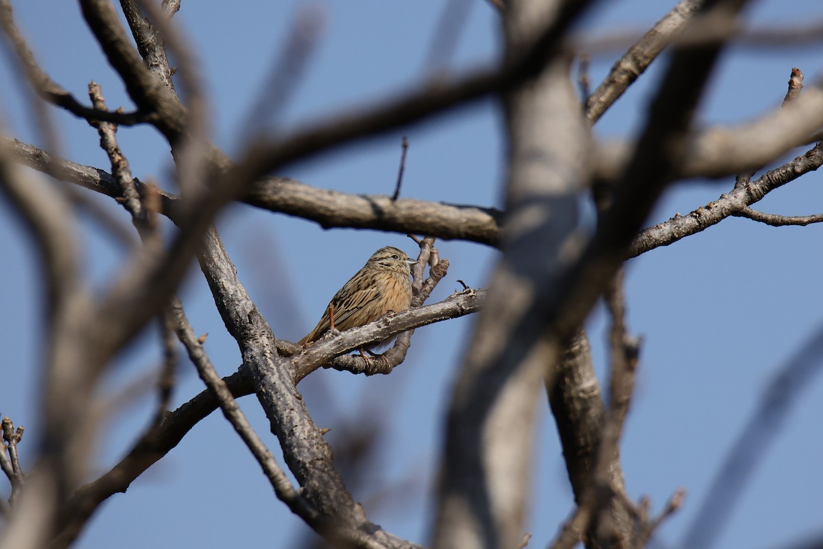 Rufous-breasted Accentor - ML460658991