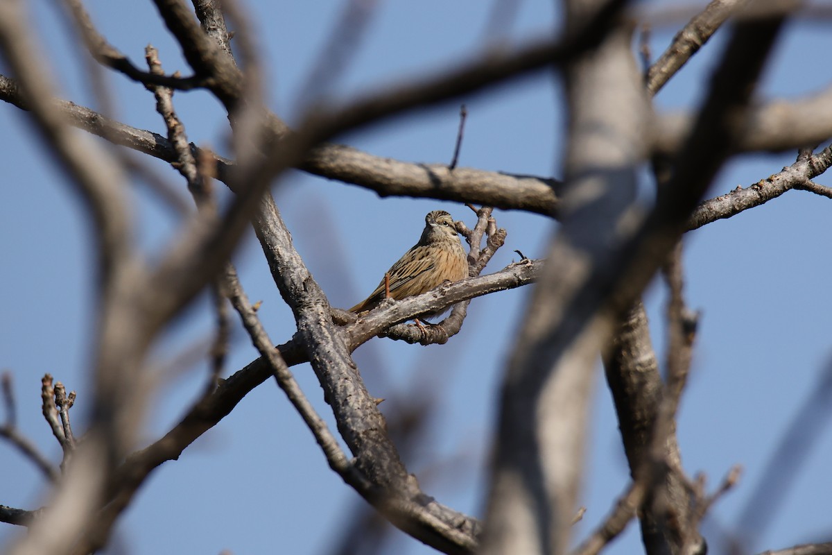 Rufous-breasted Accentor - ML460659001