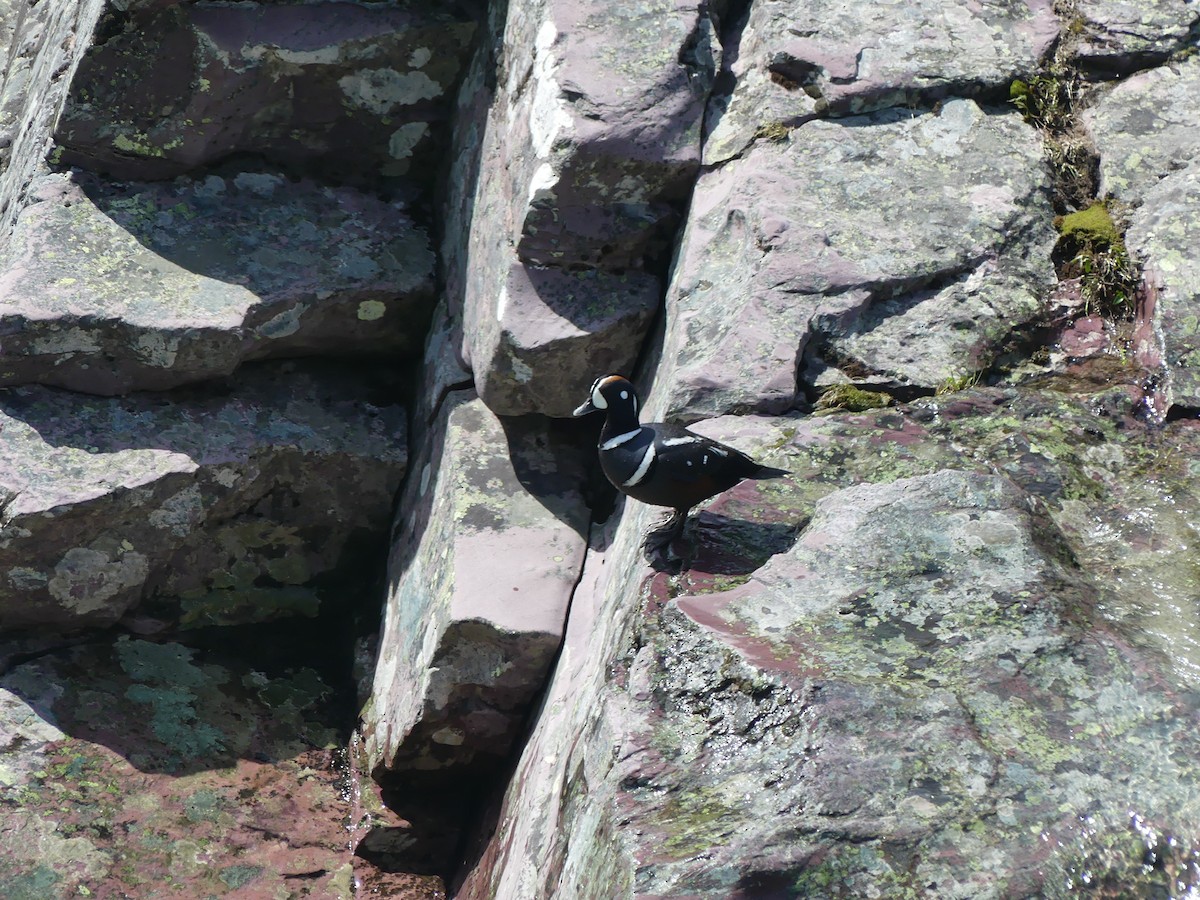 Harlequin Duck - ML460659281