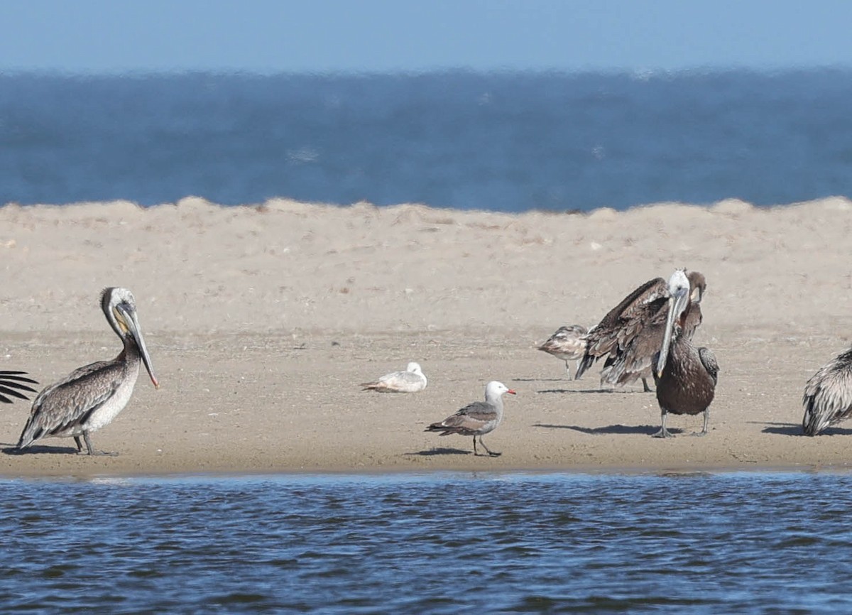 Gaviota Mexicana - ML460660481