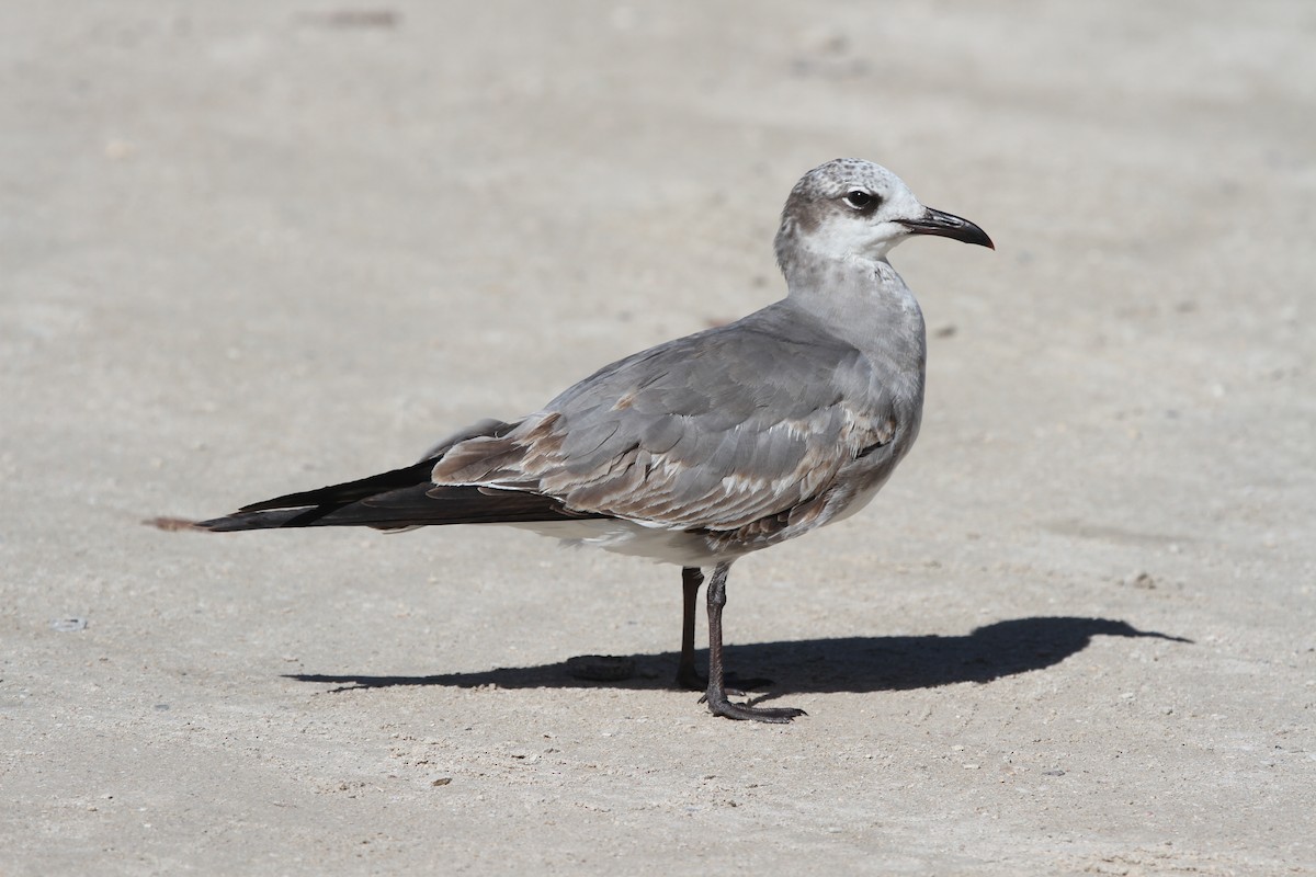 Laughing Gull - James (Jim) Holmes