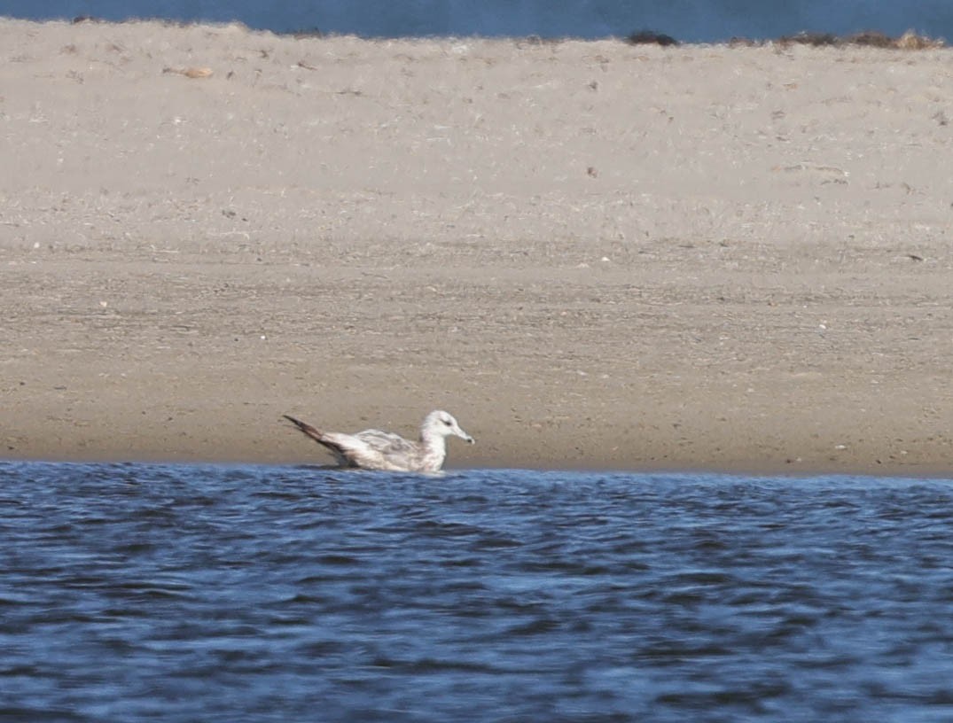 California Gull - ML460660511