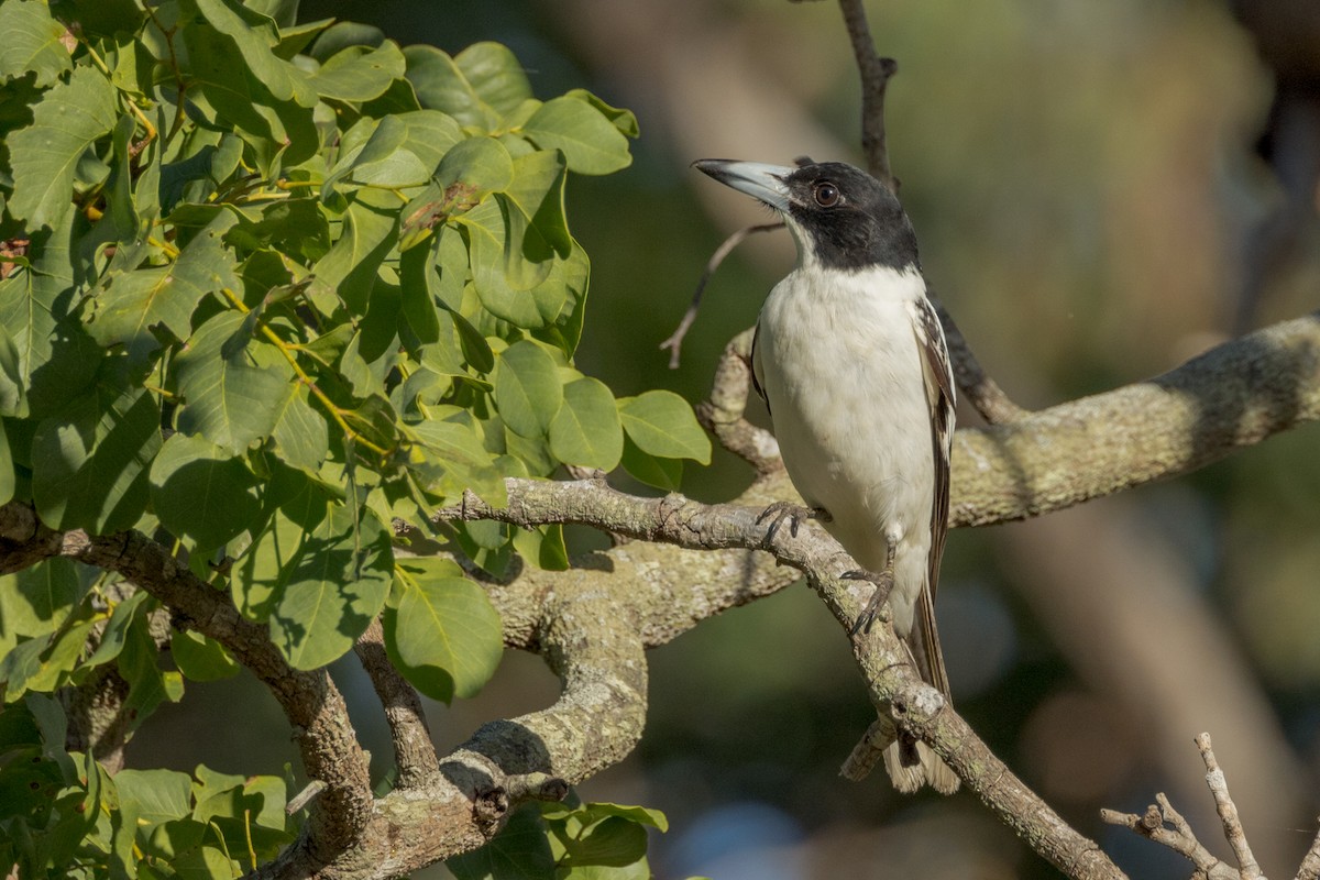 Black-backed Butcherbird - Imogen Warren