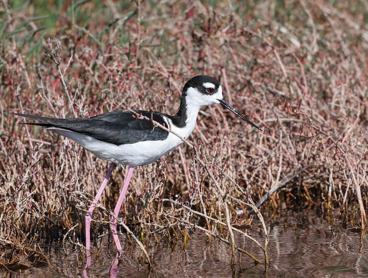 Cigüeñuela Cuellinegra - ML460660821