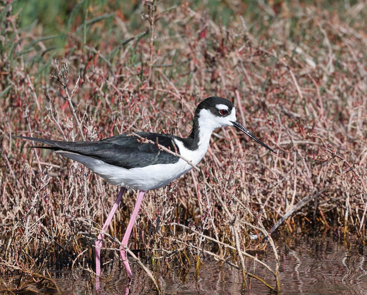 Cigüeñuela Cuellinegra - ML460660831